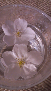 水に浮かべた桜.jpg